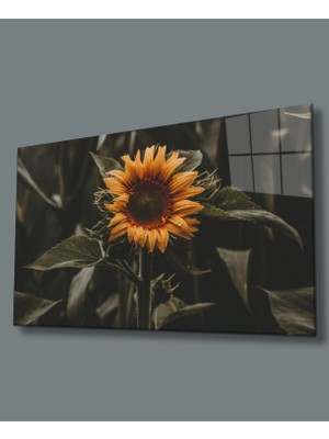 Miraax Ayçiçeği Cam Tablo