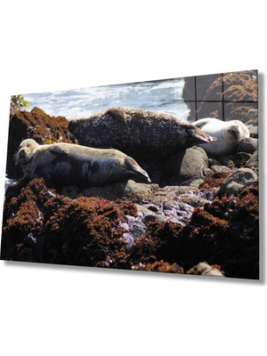 Miraax Fok Balığı Hayvan Cam Tablo