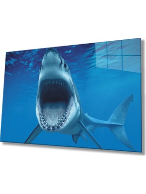 Miraax Köpek Balığı