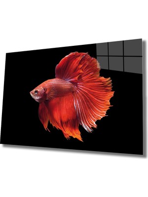 Miraax Turuncu Balık Cam Tablo Orange Fish