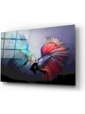 Miraax Japon Balıkları Cam Tablo
