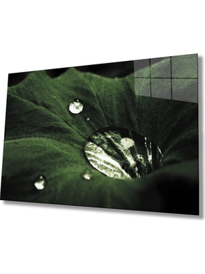 Miraax Yeşil Yapraklar Su Damlası Cam Tablo