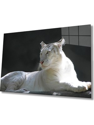 Miraax Aslan Cam Tablo