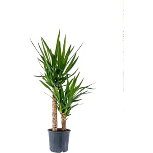 Bi Kaktüs Dünyası Yucca Bitkisi 2 Gövdeli Yuka Bitkisi Avize Çiçeği