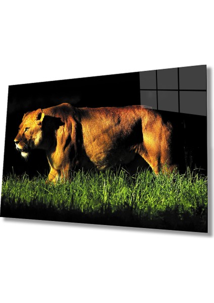 Aslan Cam Tablo