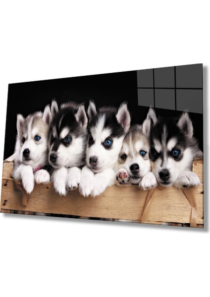 Mavi Gözlü Köpekler Cam Tablo