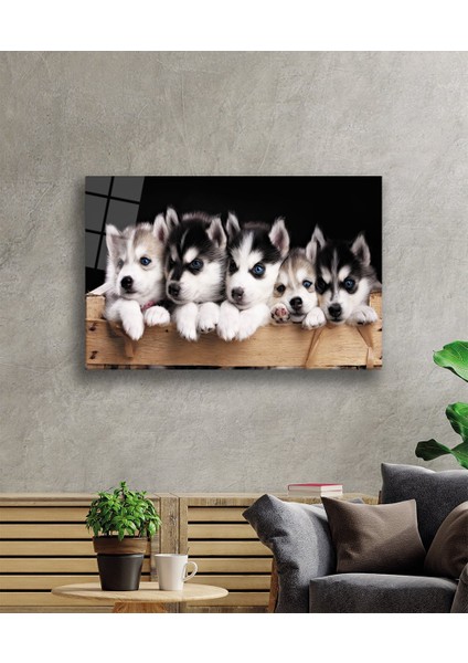 Mavi Gözlü Köpekler Cam Tablo