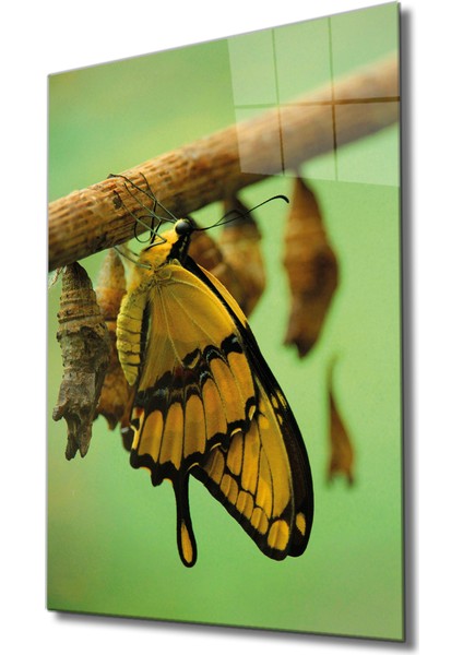 Sarı Kelebek Cam Tablo Yellow Butterfly
