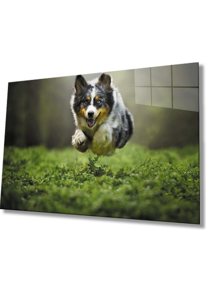 Kurt Köpeği Cam Tablo