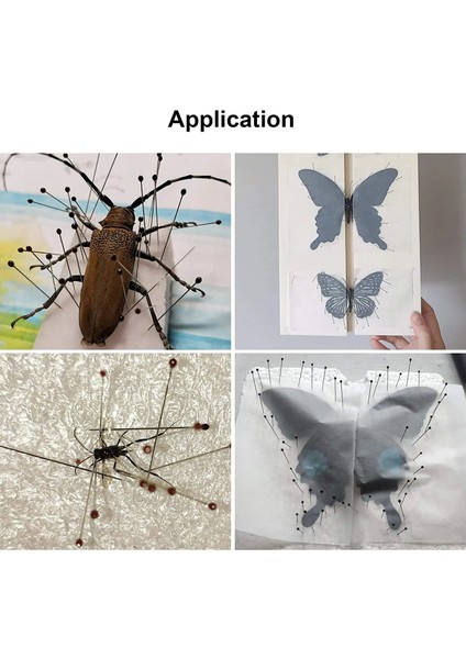 Boyut 1 Stili Böcek Paslanmaz Çelik Numune Entomoloji Ollections Okul Laboratuvarı Için Iğne Entomoloji Vücut Diseksiyonu Böcek (Yurt Dışından)