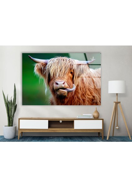 Iskoç Ineği Temperli Cam Duvar Tablosu