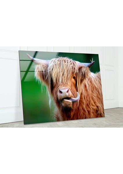 Iskoç Ineği Temperli Cam Duvar Tablosu fiyatları