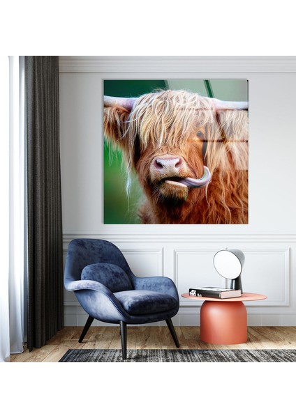 Iskoç Ineği Temperli Cam Duvar Tablosu modelleri