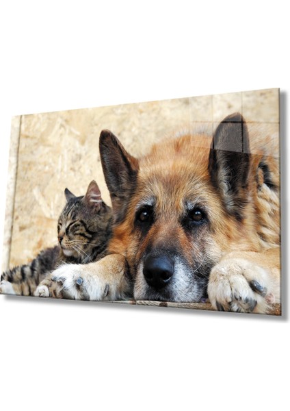 Kedi Köpek
