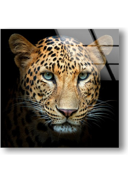 Leopar Cam Duvar Tablosu