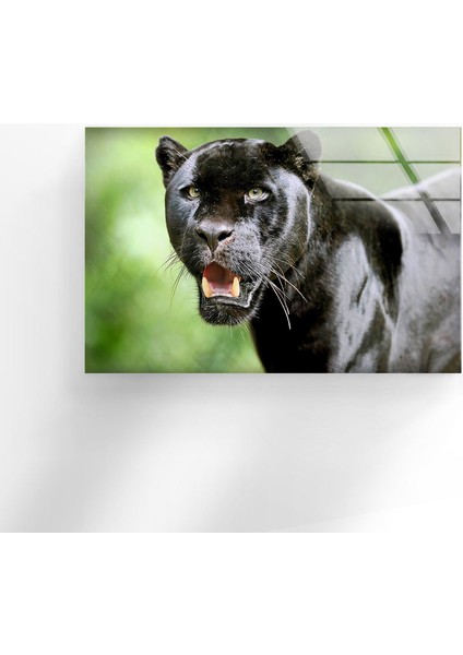 Siyah Panter Cam Duvar Tablosu indirimleri