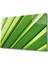 Yeşil Yaprak Green Leaf 1