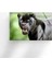 Siyah Panter Cam Duvar Tablosu 5