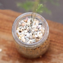 Luoditong Shop 100G Tarzı 20G 50G 100G Minyatür Kum Taş Süsler Ev Bahçe El Sanatları Dekorasyon Balıkçılık Tankı Sıcak Yard ve Bahçe Dekor Dekoratif Çakıl (Yurt Dışından)