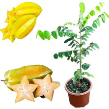 Berke Fidancılık Carambola (Yıldız Meyvesi) Star Fruit Fidanı