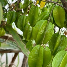 Berke Fidancılık Carambola (Yıldız Meyvesi) Star Fruit Fidanı