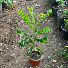 Berke Fidancılık Carambola (Yıldız Meyvesi) Star Fruit Fidanı