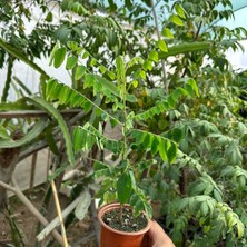 Berke Fidancılık Carambola (Yıldız Meyvesi) Star Fruit Fidanı