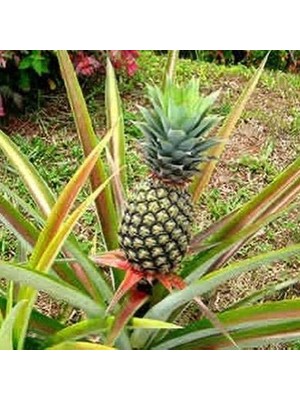 Berke Fidancılık Saksıda Ananas Meyvesi Fidanı (Del Monte 2 Cinsi)