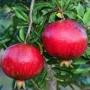 Reyon Bahçe Tüplü Tatlı Çekirdeksiz Nar Fidanı Özellikleri