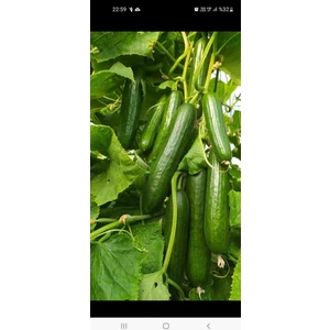 Salatalık 1 kg Taze Hasat