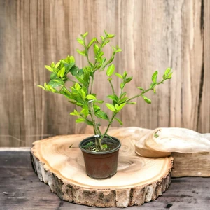 Berke Fidancılık Iç Mekana Uygun Tam Bodur Lime Limon Fidanı