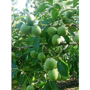 Tropik Market Amerikan Cevizi 8 Adet Chandler Paket Fidanı