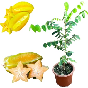Reyon Bahçe Carambola (Yıldız Meyvesi) Star Fruit Fidanı