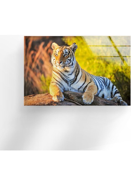 Kaplan Temperli Cam Duvar Tablosu fırsatları