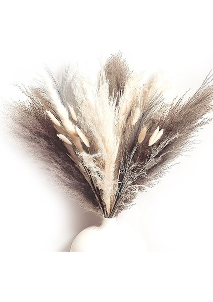 Pompass Çim Dalları Boho Dekor - 60 Kök Kısa Pampass Buketi Küçük Mini Pompas Çiçek Doğal Kurutulmuş Görkemli (Yurt Dışından)