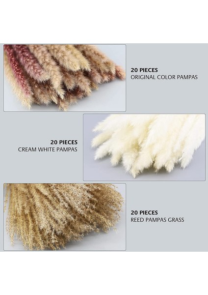 Pompass Çim Dalları Boho Dekor - 60 Kök Kısa Pampass Buketi Küçük Mini Pompas Çiçek Doğal Kurutulmuş Görkemli (Yurt Dışından) fiyatları