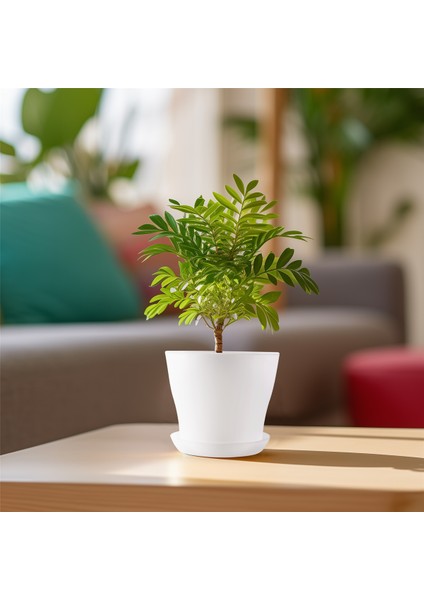 Plastik Bitki Saksı Ekici Tabaklı Tepsi Yuvarlak Parlak Ev Bahçe Dekoru, Beyaz Üst -, 10CM / 3.94" (Yurt Dışından) fırsatları