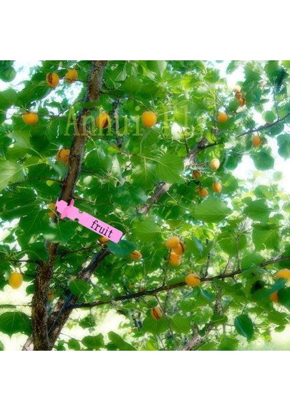 Pembe Tarzı Bahçe Bitki Etiketleri Plastik Dayanıklı Su Geçirmez Fidanlık Bahçe Bitkileri Etiketleri Asma Fidan Meyve Ağaçları Marker Sig (Yurt Dışından)