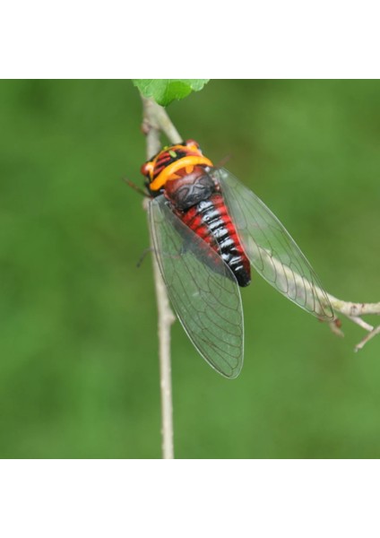 Longicorn Tarzı Gerçekçi Böcek Hayvan Pot Askı Buzdolabı Mıknatısı Bahçe Dekoru (Yurt Dışından) modelleri