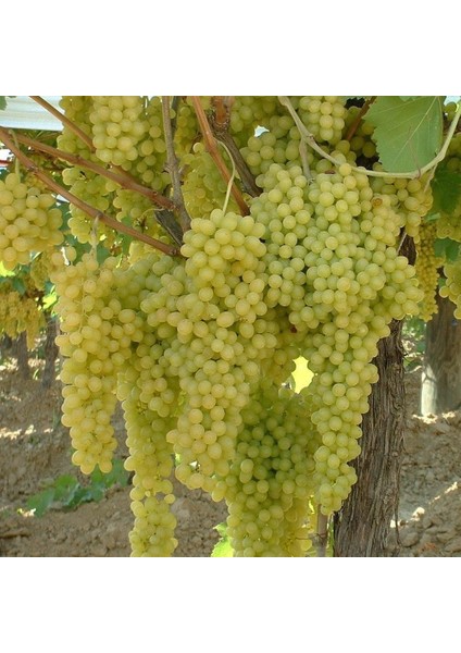 Çekirdeksiz Tüplü Izmir Sarı Üzüm Fidanı