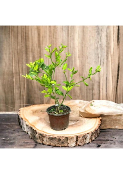 Iç Mekana Uygun Tam Bodur Lime Limon Fidanı