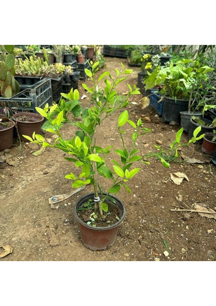 Iç Mekana Uygun Tam Bodur Lime Limon Fidanı fiyatları