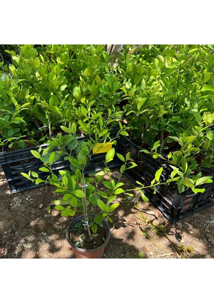 Iç Mekana Uygun Tam Bodur Lime Limon Fidanı modelleri