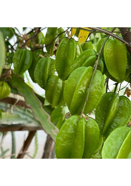 Carambola (Yıldız Meyvesi) Star Fruit Fidanı