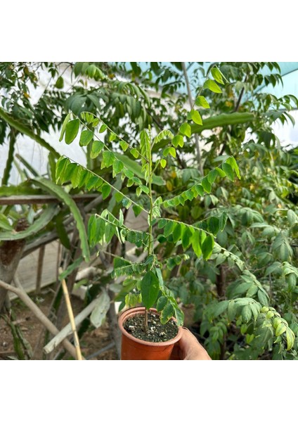 Carambola (Yıldız Meyvesi) Star Fruit Fidanı