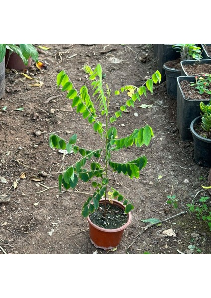 Carambola (Yıldız Meyvesi) Star Fruit Fidanı