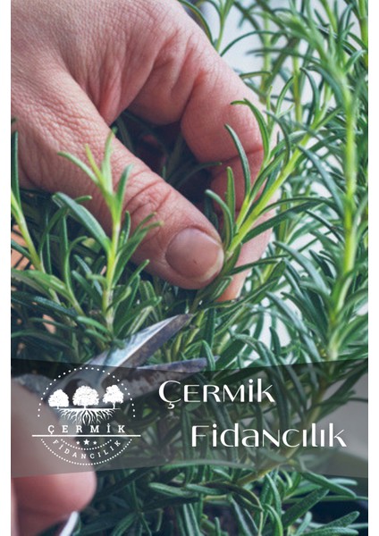 Tüplü Biberiye Fidanı 2 Yaş