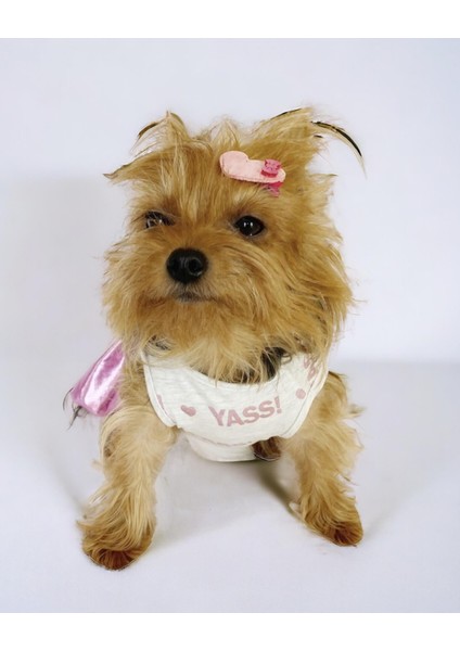 Yassi Glitz Köpek Elbisesi, Köpek Kıyafeti