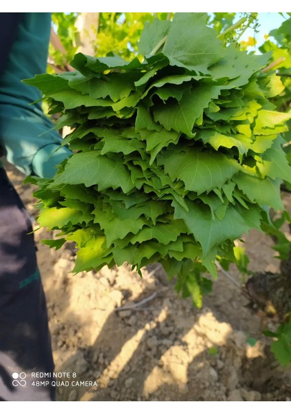 Salamura Asma Yaprağı 5lt pette 2500gr,3500gr salamura yaprak vardır