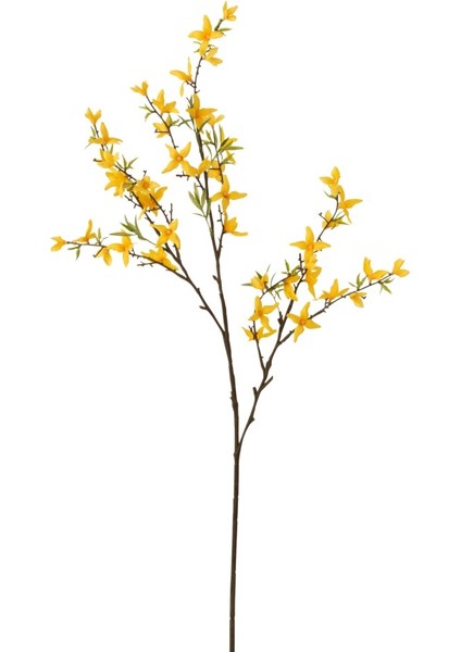 Forsythıa Dal